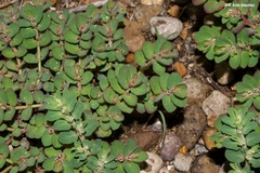 Euphorbia velleriflora