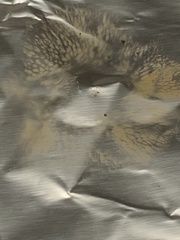 Boletus ochraceoluteus