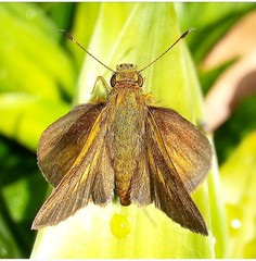 Hesperiinae