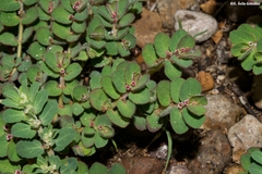 Euphorbia velleriflora