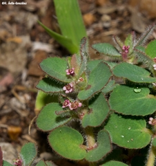 Euphorbia velleriflora