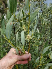 Salix orestera