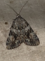Catocala lineella