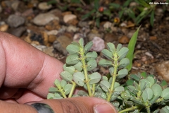 Euphorbia velleriflora