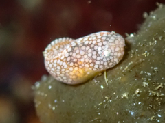 Liparis mucosus