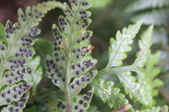 Rumohra adiantiformis