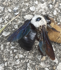 Xylocopa phalothorax