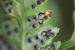 Rumohra adiantiformis