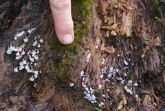 Oligonema verrucosum