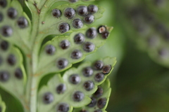 Rumohra adiantiformis