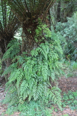 Rumohra adiantiformis