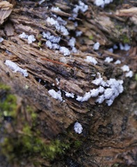 Oligonema verrucosum