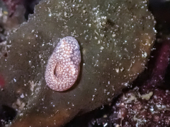 Liparis mucosus