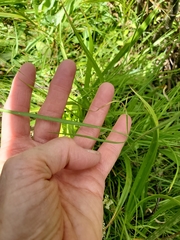 Perideridia parishii