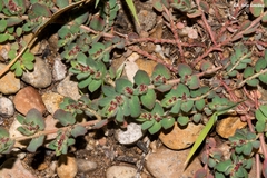Euphorbia velleriflora