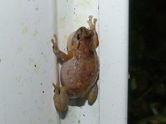 Cophixalus australis