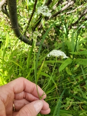 Perideridia parishii