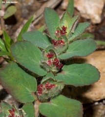 Euphorbia velleriflora