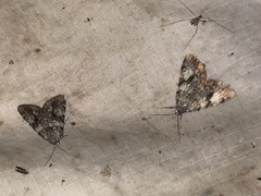 Catocala lineella