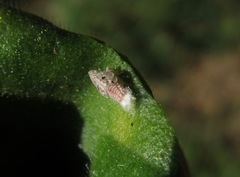 Siphanta acuta