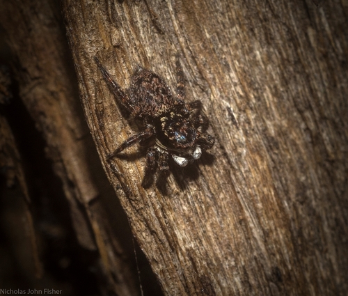 Dirty Jumping Spider
