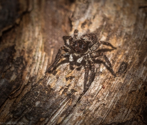 Dirty Jumping Spider