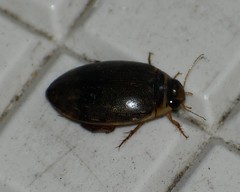 Thermonectus nigrofasciatus