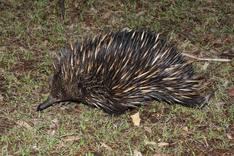 Short-beaked Echidna