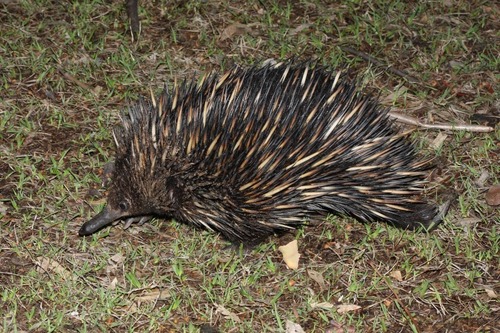 Short-beaked Echidna