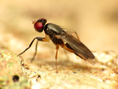 Heteromeringia nitida