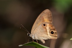 Hypocysta irius
