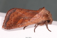 Bellura densa