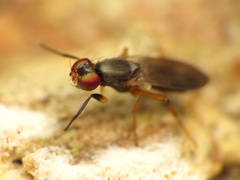 Heteromeringia nitida