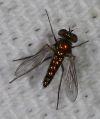 Condylostylus caudatus