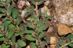 Euphorbia velleriflora