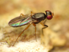 Heteromeringia nitida