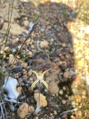 Caladenia straminichila