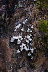 Oligonema verrucosum