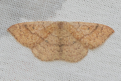 Cyclophora dataria