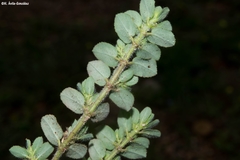 Euphorbia velleriflora