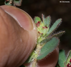 Euphorbia velleriflora