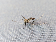 Aedes albopictus