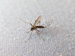 Aedes albopictus