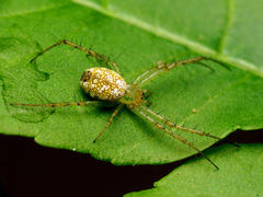 Mangora maculata