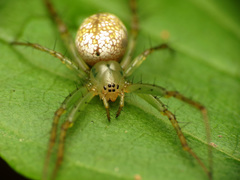 Mangora maculata