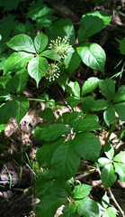 Eleutherococcus senticosus