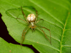 Mangora maculata