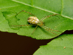 Mangora maculata