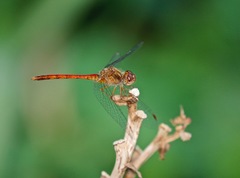 Sympetrum vicinum