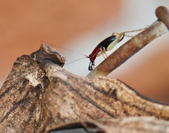 Phyllopalpus pulchellus